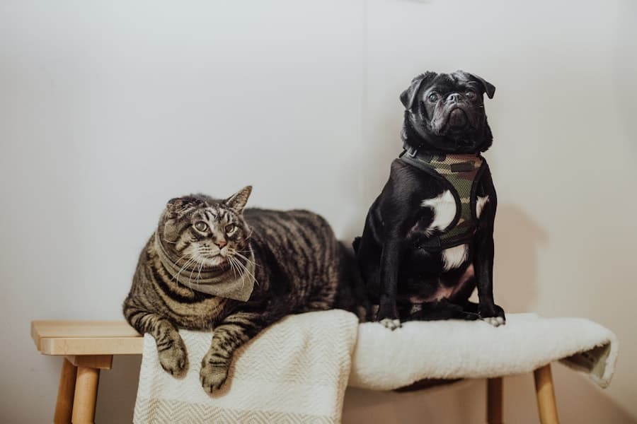 Katzenkissen de Haustier