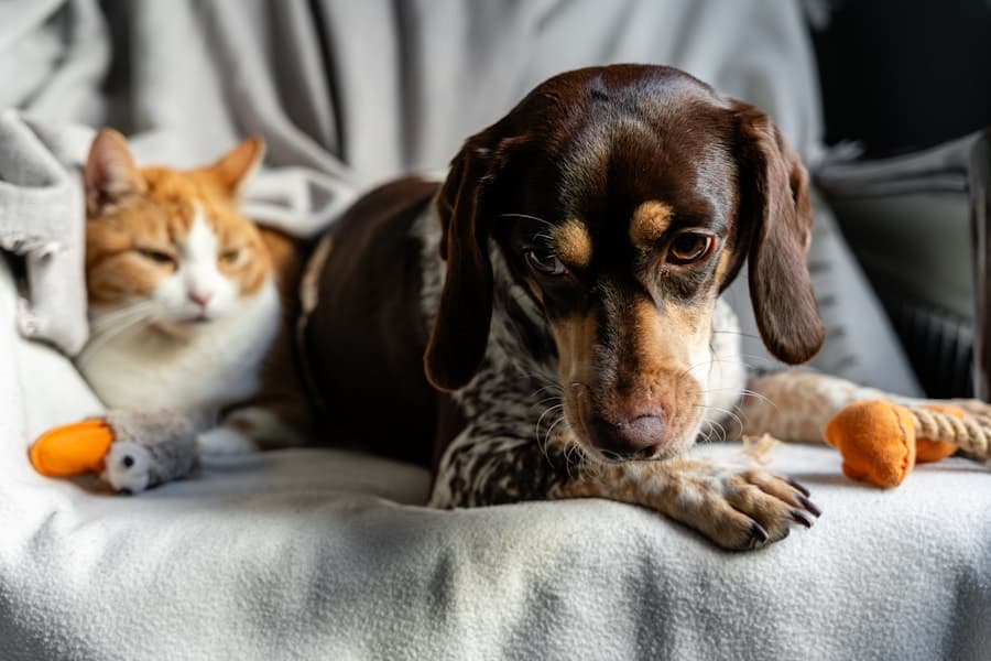 Hundetuch de Haustier
