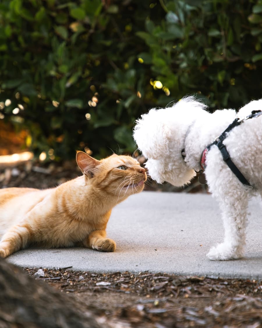 Reiseschale de Haustier